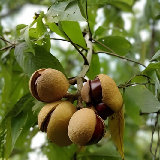 Ohio Buckeye Tree Live Bare Root Plant 12-16" Aesculus glabra Native Tree for Landscape Wildlife Gardens