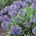 Dwarf Agapanthus 'Peter Pan' Live Blue African Lily Bulb Roots Ornamental Perennial Flower Plant