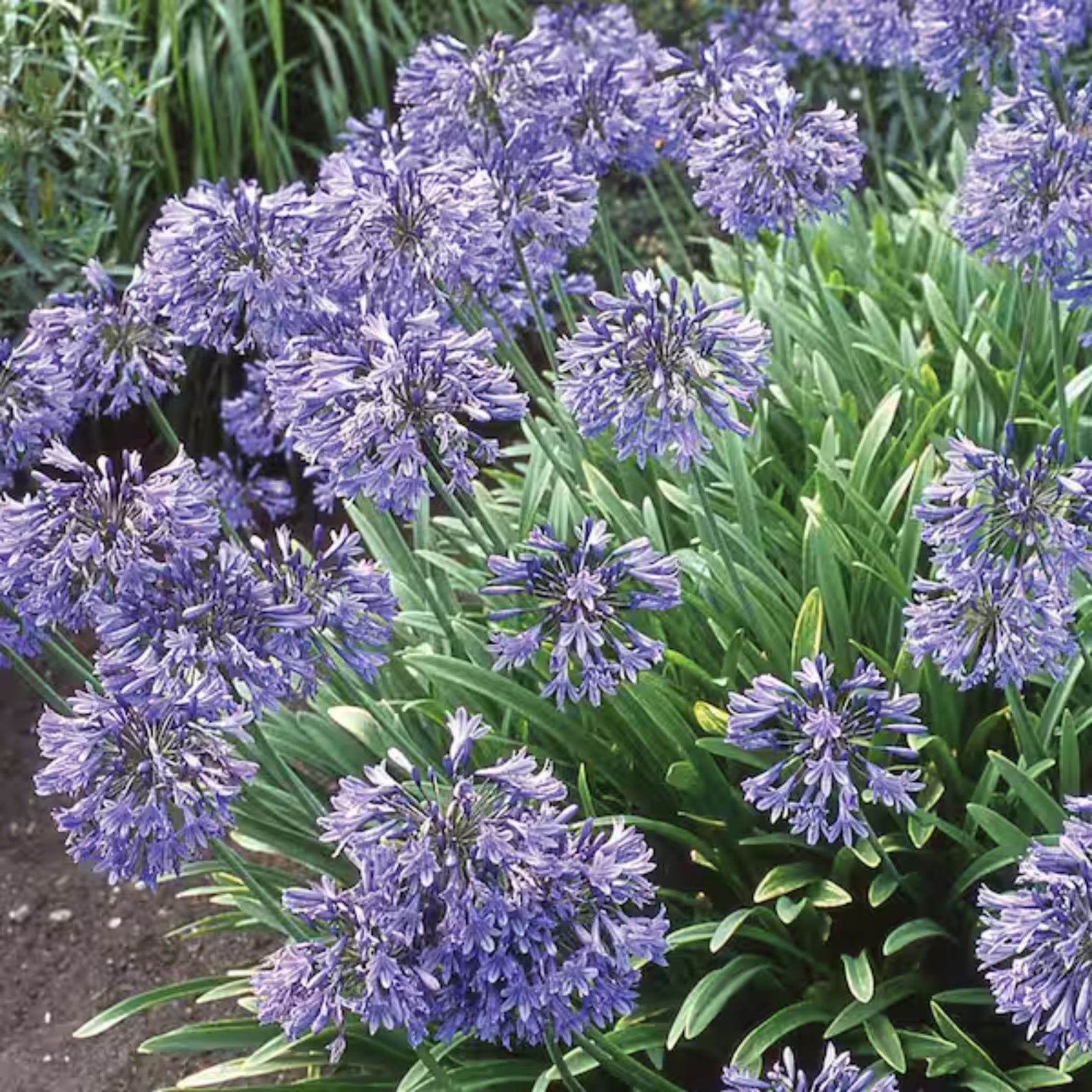 Dwarf Agapanthus 'Peter Pan' Live Blue African Lily Bulb Roots Ornamental Perennial Flower Plant