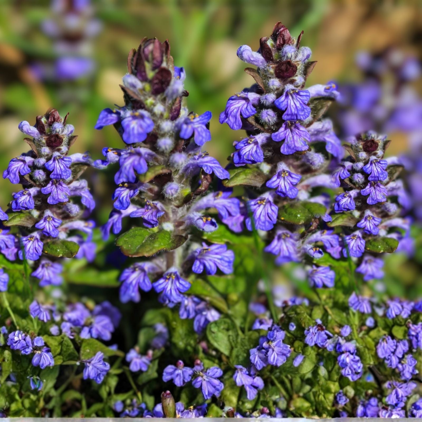 Ajuga reptans Bugleweed Ground Cover Starter Plants 10 Rooted Cuttings Live Plant Garden Landscaping