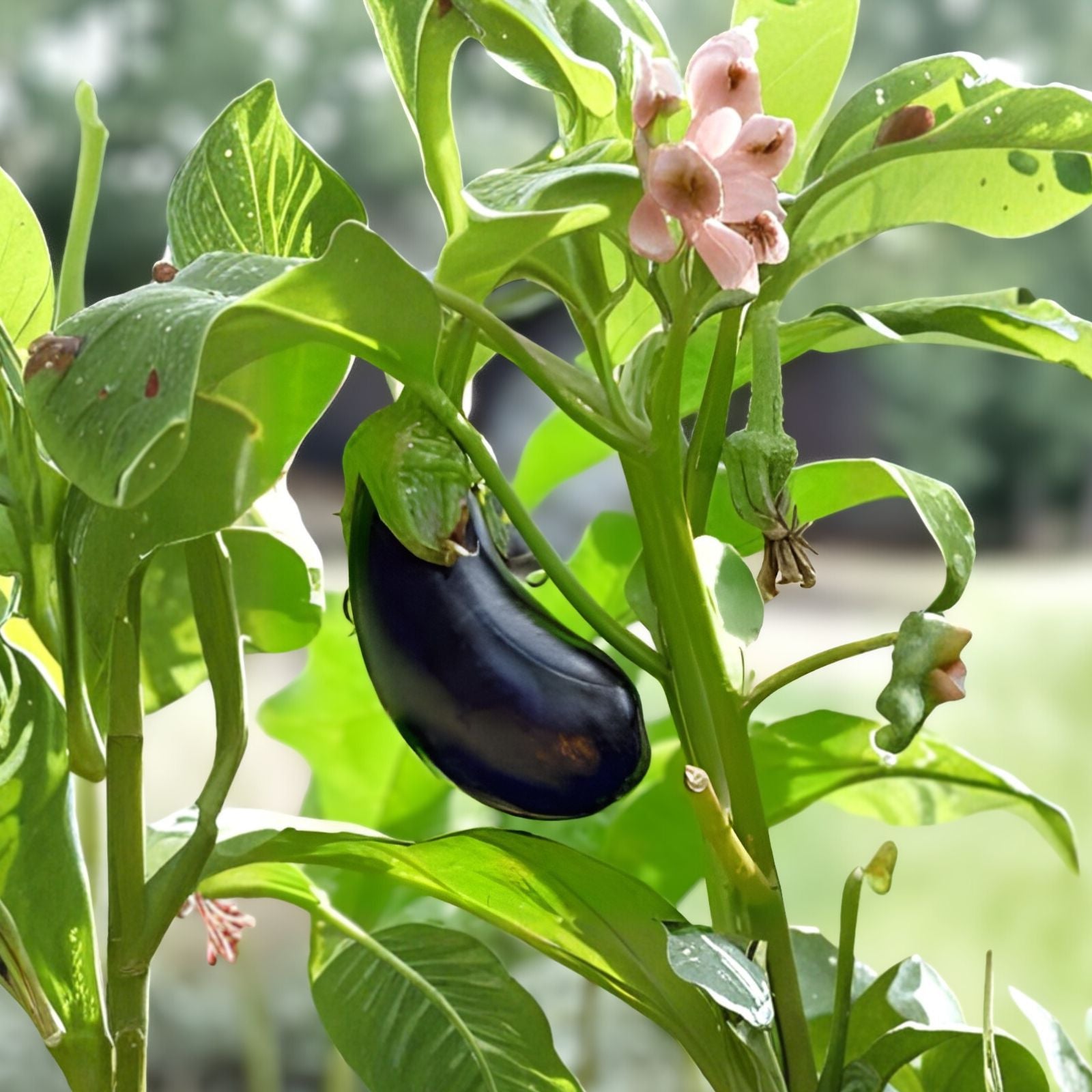 Black Beauty Eggplant Seeds 500 Count Heirloom Non-GMO Vegetable Seeds Solanum melongena Starter Plant Cutting