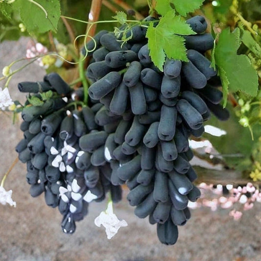 Manicure Fingers Grapes Cuttings Vitis vinifera Live Plant Starter Bare Root Propagation