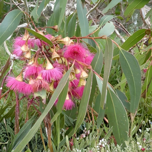 Large Fruited Gum Seeds 30 Pack – Eucalyptus leucoxylon Australian Native Tree Seeds for Planting – Fast Growing
