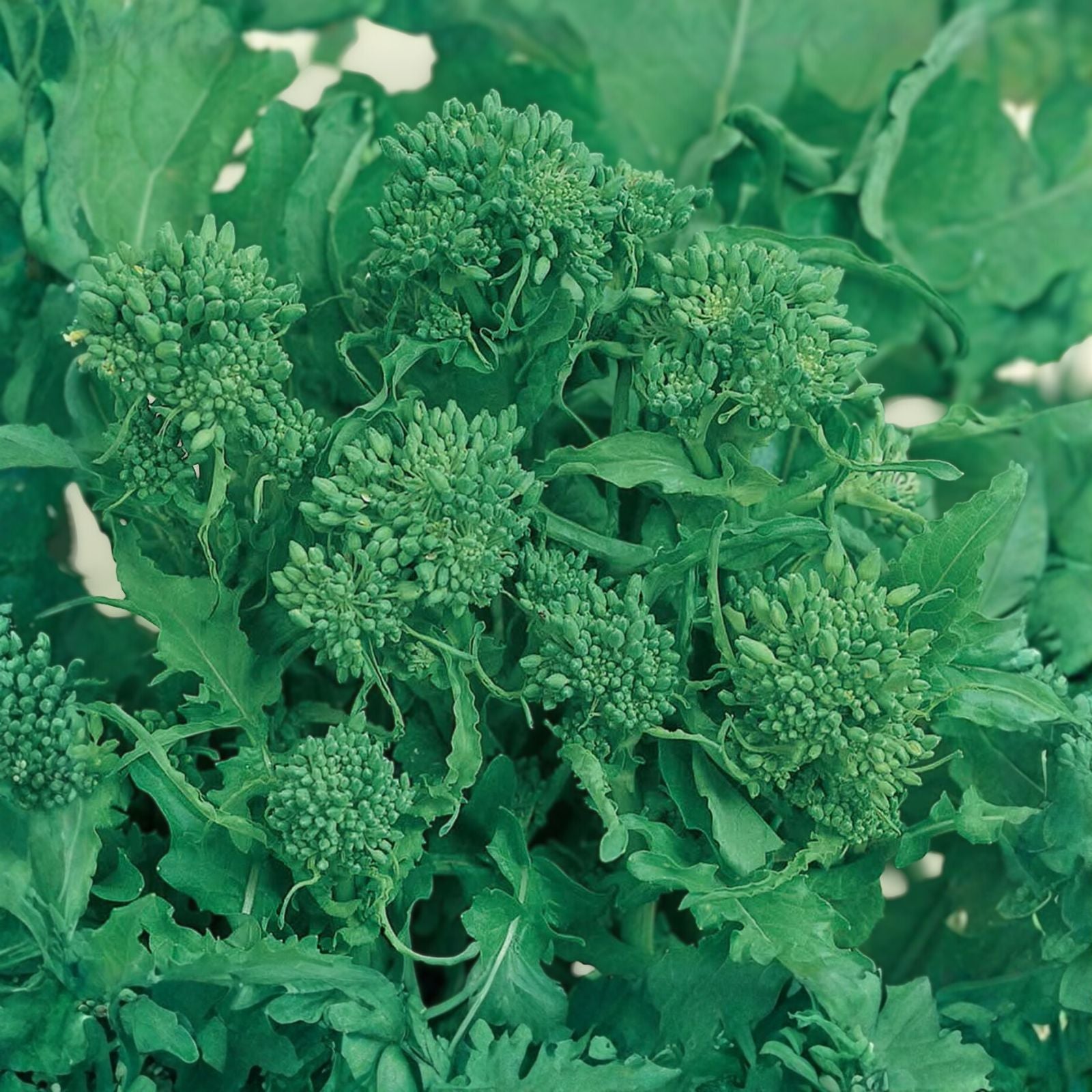 Broccoli Raab Seeds Heirloom Brassica rapa Culinary Starter Pack 25+ Live Plant or Cutting