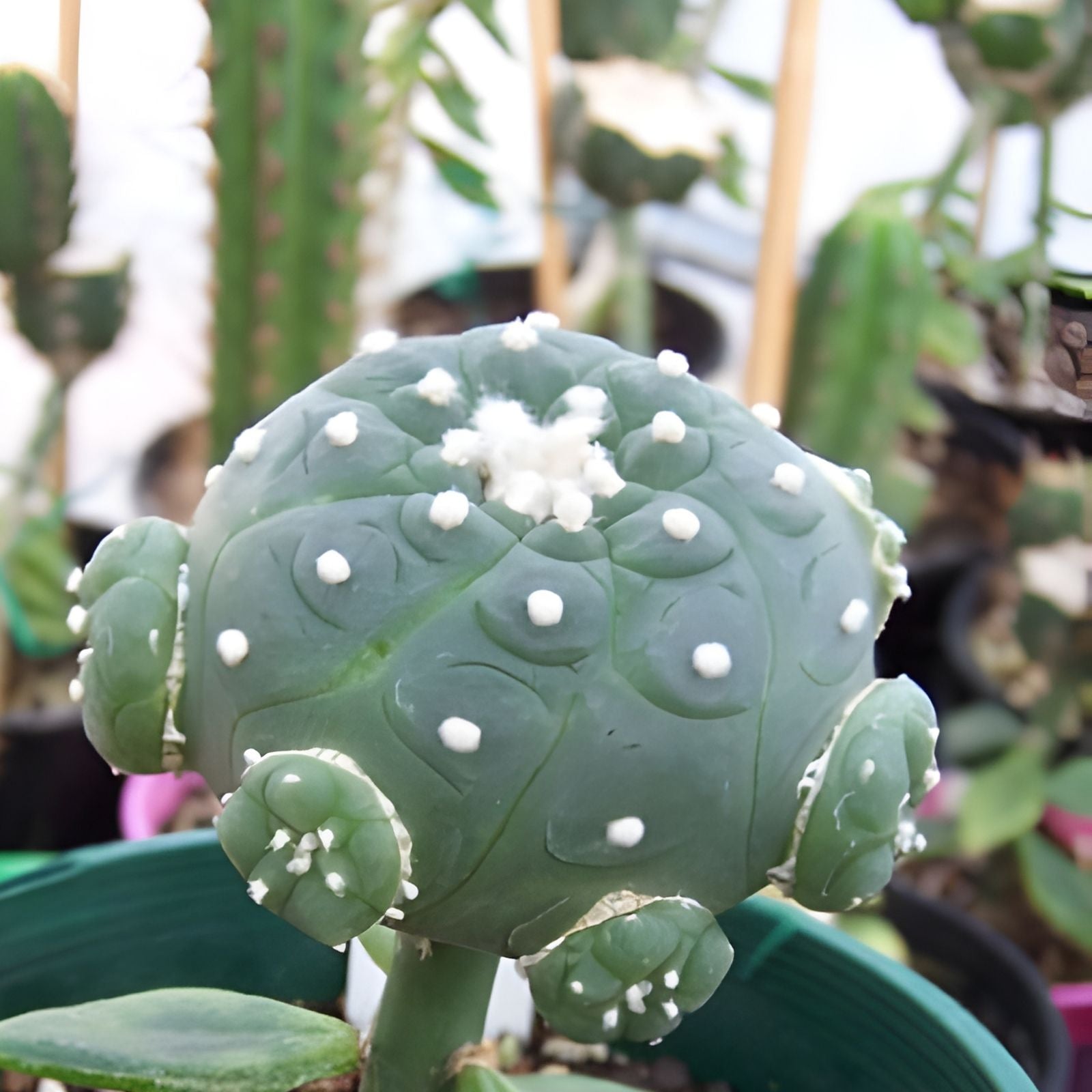 10 Pcs Pereskiopsis Cuttings – Cacti Grafting Succulent Propagation Starter Plants – 6-Inch Live Plant, Houseplant, Bare Root