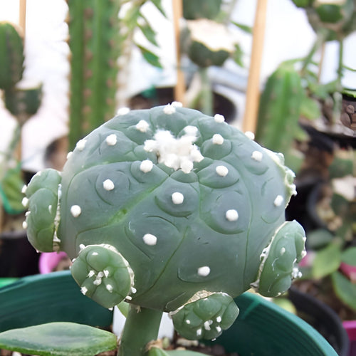 10 Pcs Pereskiopsis Cuttings – Cacti Grafting Succulent Propagation Starter Plants – 6-Inch Live Plant, Houseplant, Bare Root