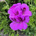 Purple Lavender Pelargonium Cutting - Regal Geranium, Pelargonium x hortorum, 6-inch Live Plant, Fast Growing, Indoor & Outdoor