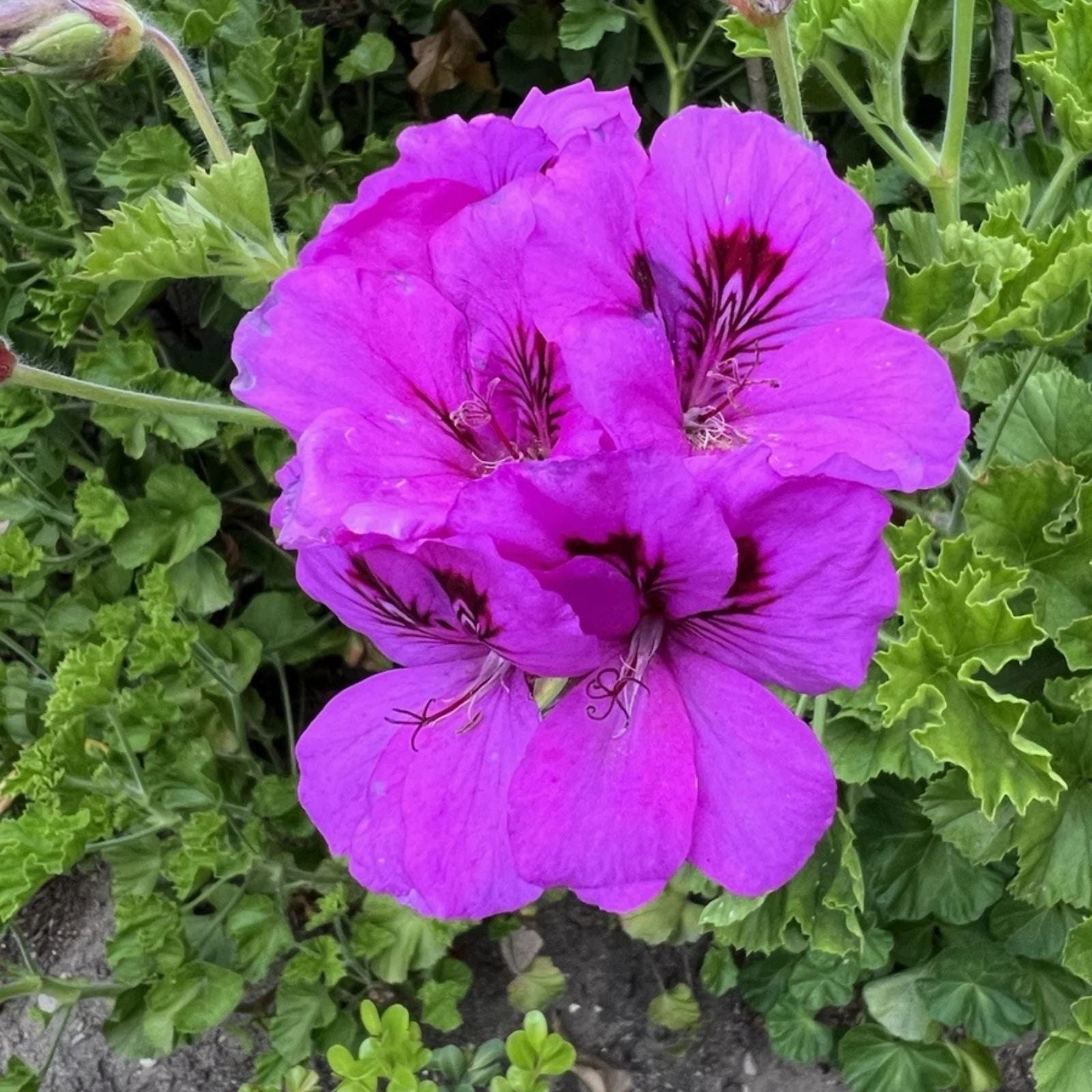 Purple Lavender Pelargonium Cutting - Regal Geranium, Pelargonium x hortorum, 6-inch Live Plant, Fast Growing, Indoor & Outdoor