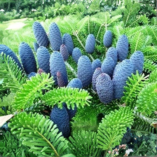 Korean Fir Tree Seeds 20 Pack Abies koreana Blue Cones Live Plant Starter Bare Root Garden Supplies
