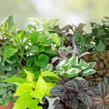 Assorted Indoor Houseplants Variety Pack – Greenery for Home Decor – No Pots Included – Fast Shipping