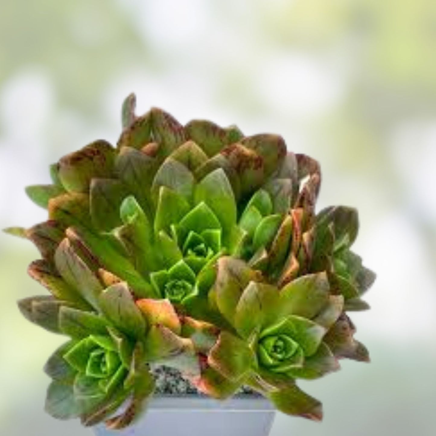 Aeonium Heuksel Bronze Medal Succulent Cuttings - Drought-Tolerant Indoor Houseplants, Gardening Starter Plants, Non-GMO