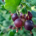 Gooseberry Cuttings 30 Pack Ribes uva-crispa Fruit Bushes for Rooting 10 Varieties Planting Supplies