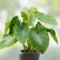 Colocasia esculenta Elephant Ear Tea Cup Starter Plant, Live Tropical Indoor Garden Plant, Small Rooted Plant