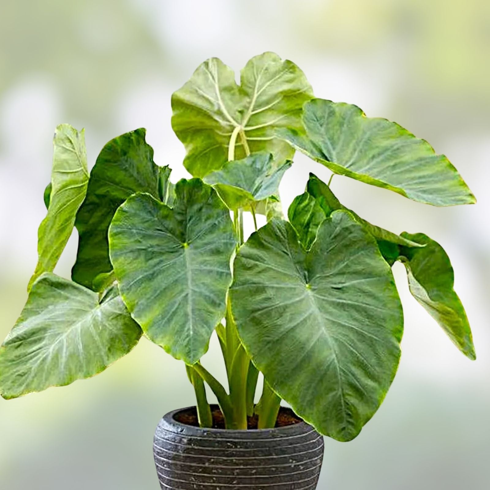 Colocasia esculenta Elephant Ear Tea Cup Starter Plant, Live Tropical Indoor Garden Plant, Small Rooted Plant