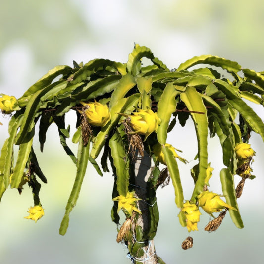 Israeli Yellow Dragon Fruit Cutting 8-10 Inch Hylocereus megalanthus Pitaya Live Plant Houseplant