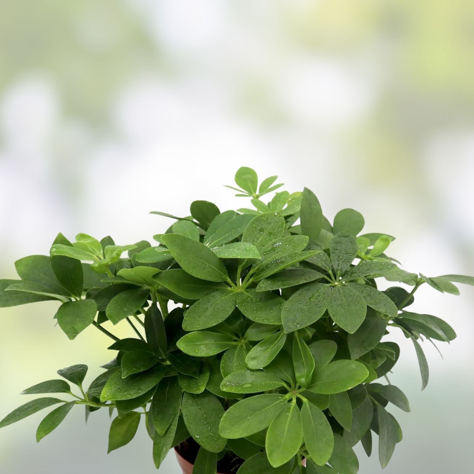 Dwarf Umbrella Plant Cuttings Schefflera Arboricola 2 Pack Indoor Houseplant Starter Live Plant