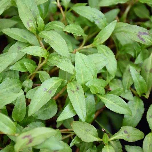 Live Vietnamese Coriander Plant Rau Ram 4-5 inch Herb Cutting Fresh Culinary Herb Houseplant