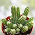 Assorted Cactus Cuttings | Succulent Varieties | Live Plant Clippings | Opuntia Echinopsis & More | Gardening Starter Plants