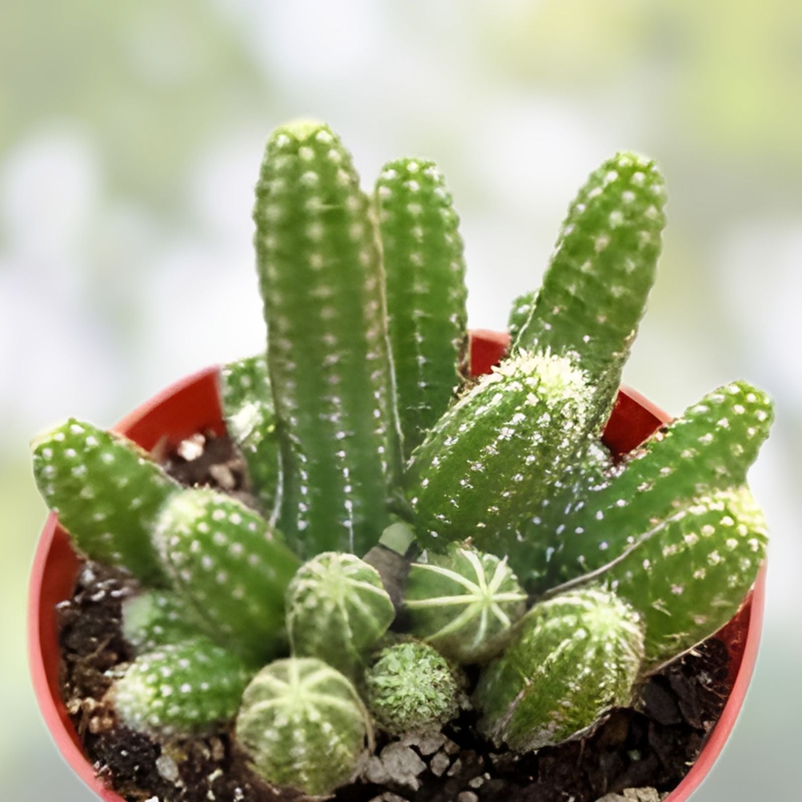 Assorted Cactus Cuttings | Succulent Varieties | Live Plant Clippings | Opuntia Echinopsis & More | Gardening Starter Plants