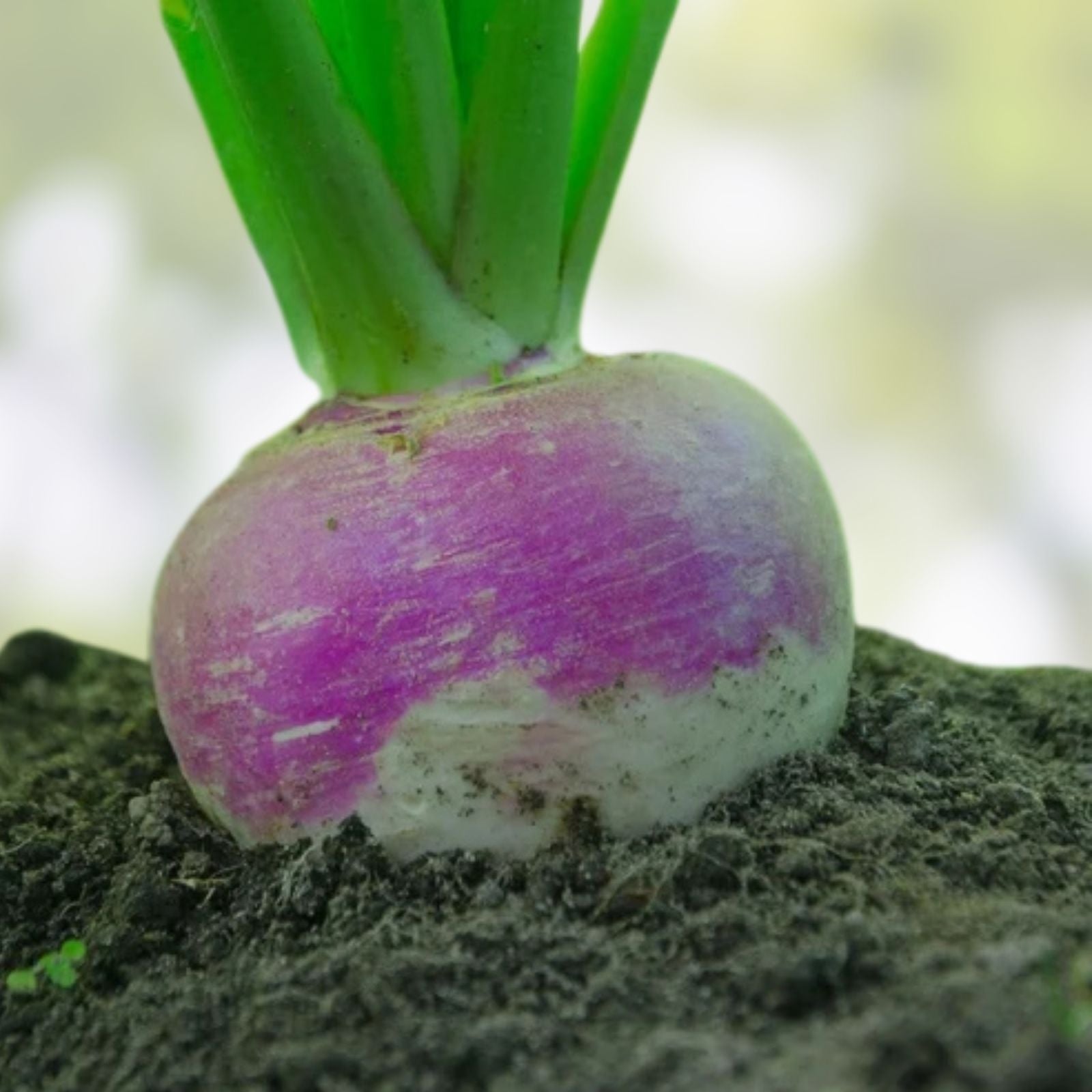 Turnip Seeds 500 Pack Purple Top White Globe Heirloom Non-GMO Vegetable Seeds Brassica rapa Live Plant Cutting