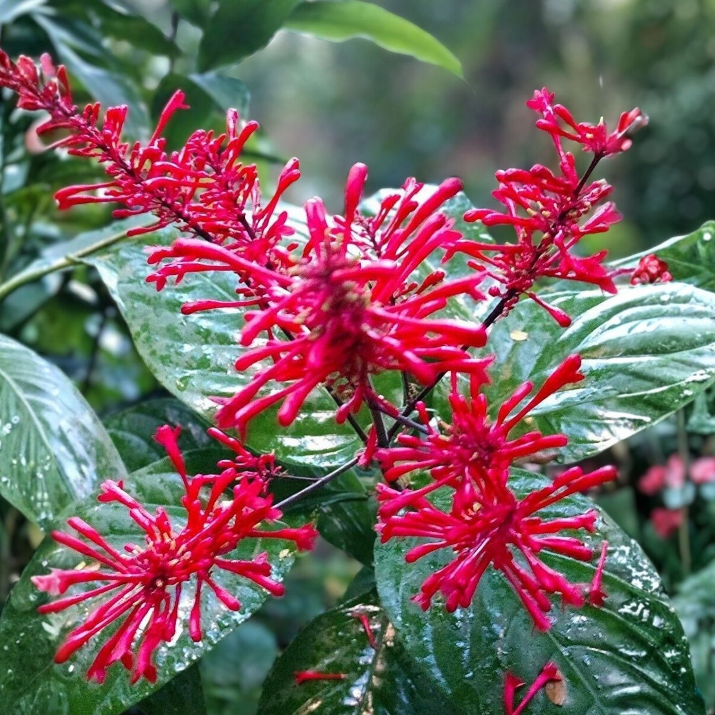 Fire Spike Red Starter Plant – Odontonema strictum Tropical Perennial, Hummingbird Attractant, Non-GMO Garden Plant