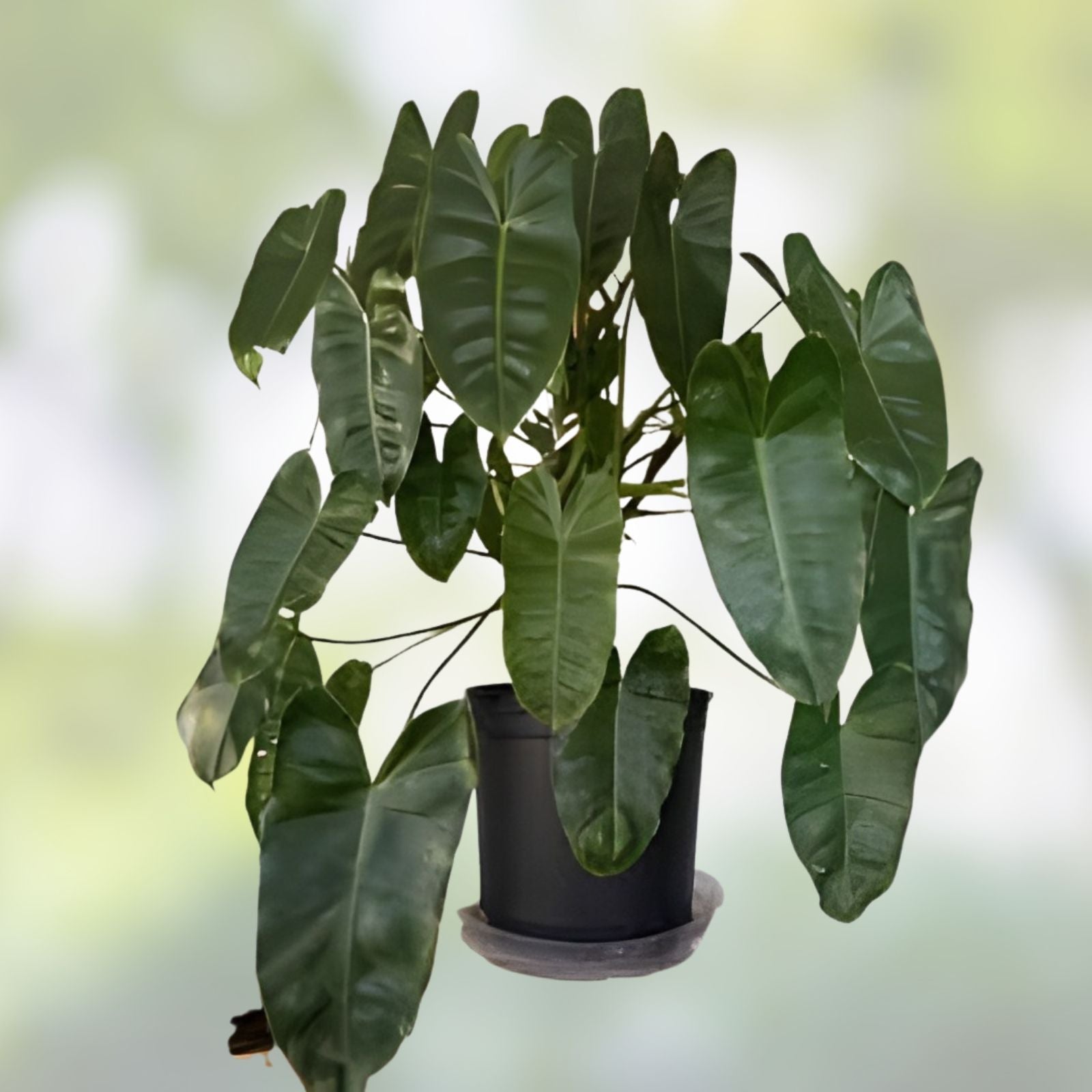Philodendron Burle Marx Cutting with Roots Indoor Outdoor Plant Live Houseplant Starter