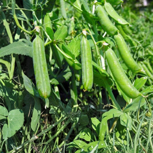 Large Hot Cherry Pepper Seeds – Heirloom Non-GMO Capsicum annuum Spicy Garden Starter 500 Seeds