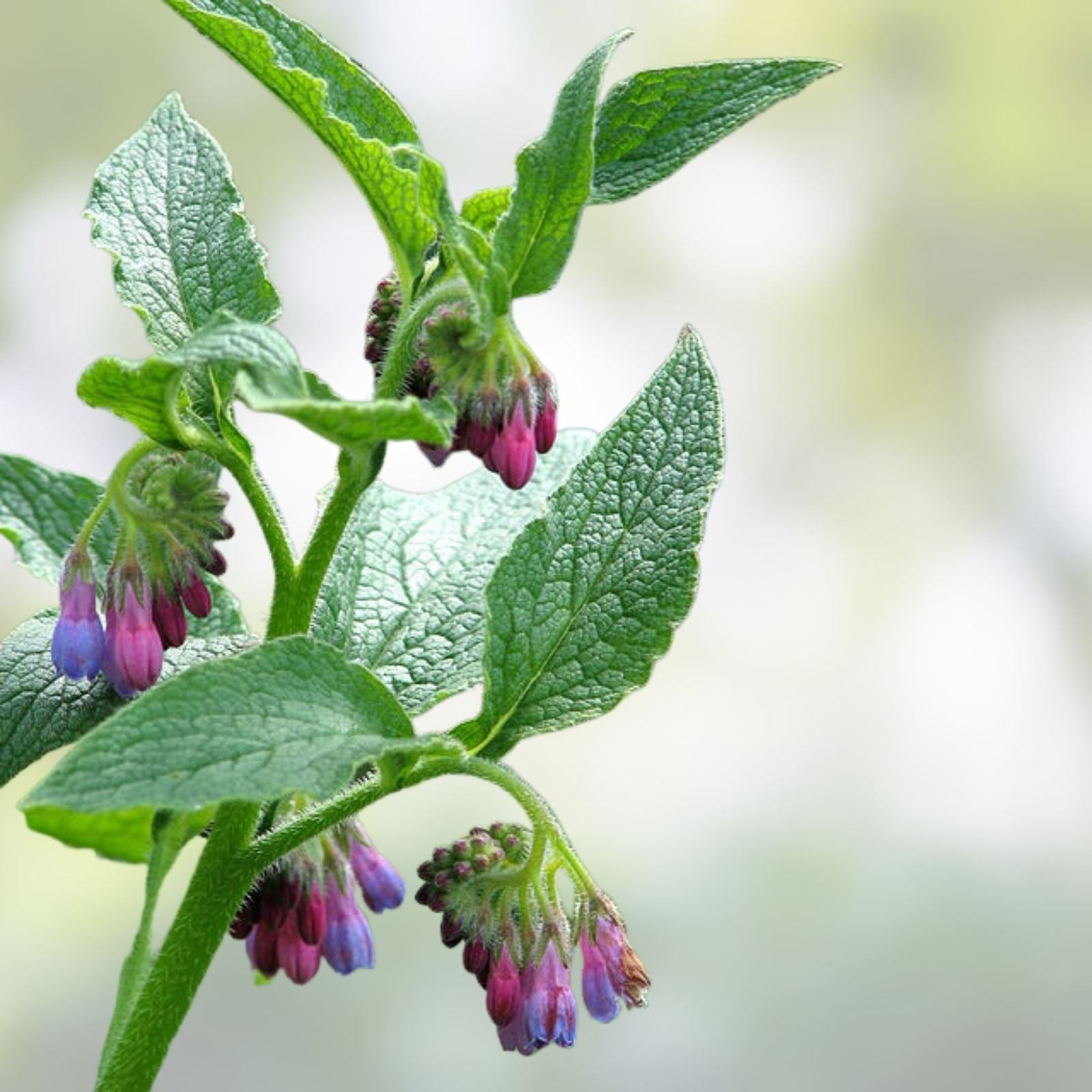 Comfrey Root Cutting Bocking 4 Symphytum x uplandicum Herbal Plant for Garden Medicinal Use