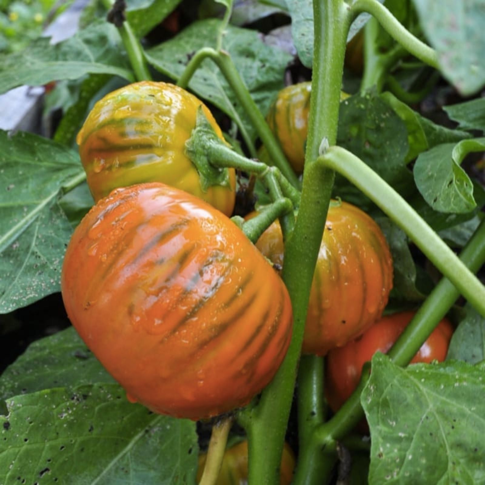 Turkish Orange Eggplant Seeds - Organic Non-GMO Solanum melongena - Live Plant, Starter, Bare Root, Houseplant, USA Grown, Free Shipping
