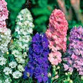 Giant Imperial Larkspur Seeds - Delphinium ajacis - Bright Blue Flower Seeds - Live Plant, Cutting, Bare Root, Starter Plant, Garden Flower