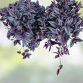 Organic Wandering Jew Cuttings - 6" Pink Purple Green Variegated Tradescantia zebrina Rooted Plant