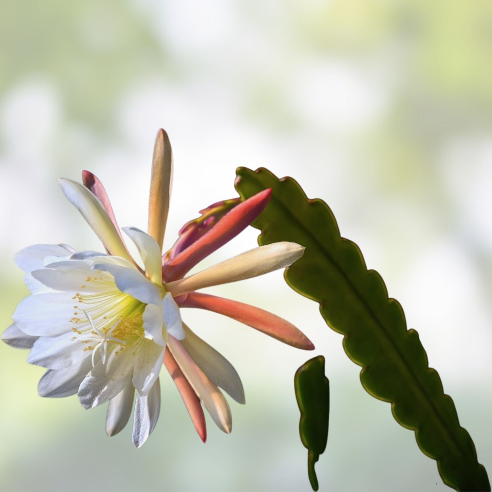 Epiphyllum Orchid Cactus Midnight Purple Live Houseplant Cutting Exotic Houseplant Succulent Plant