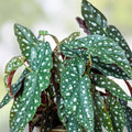 Polka Dot Begonia Live Rooted Cuttings - Begonia Maculata Indoor Houseplant - Rare Foliage Plant - Large Starter Plants