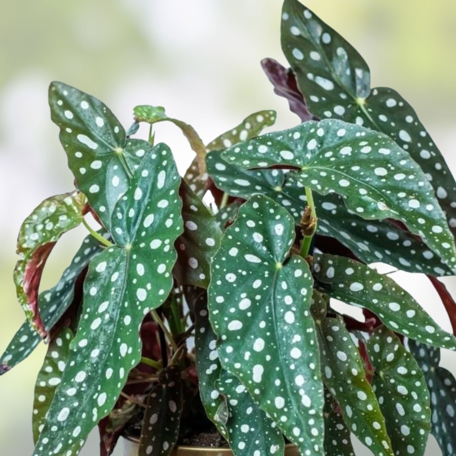 Polka Dot Begonia Live Rooted Cuttings - Begonia Maculata Indoor Houseplant - Rare Foliage Plant - Large Starter Plants