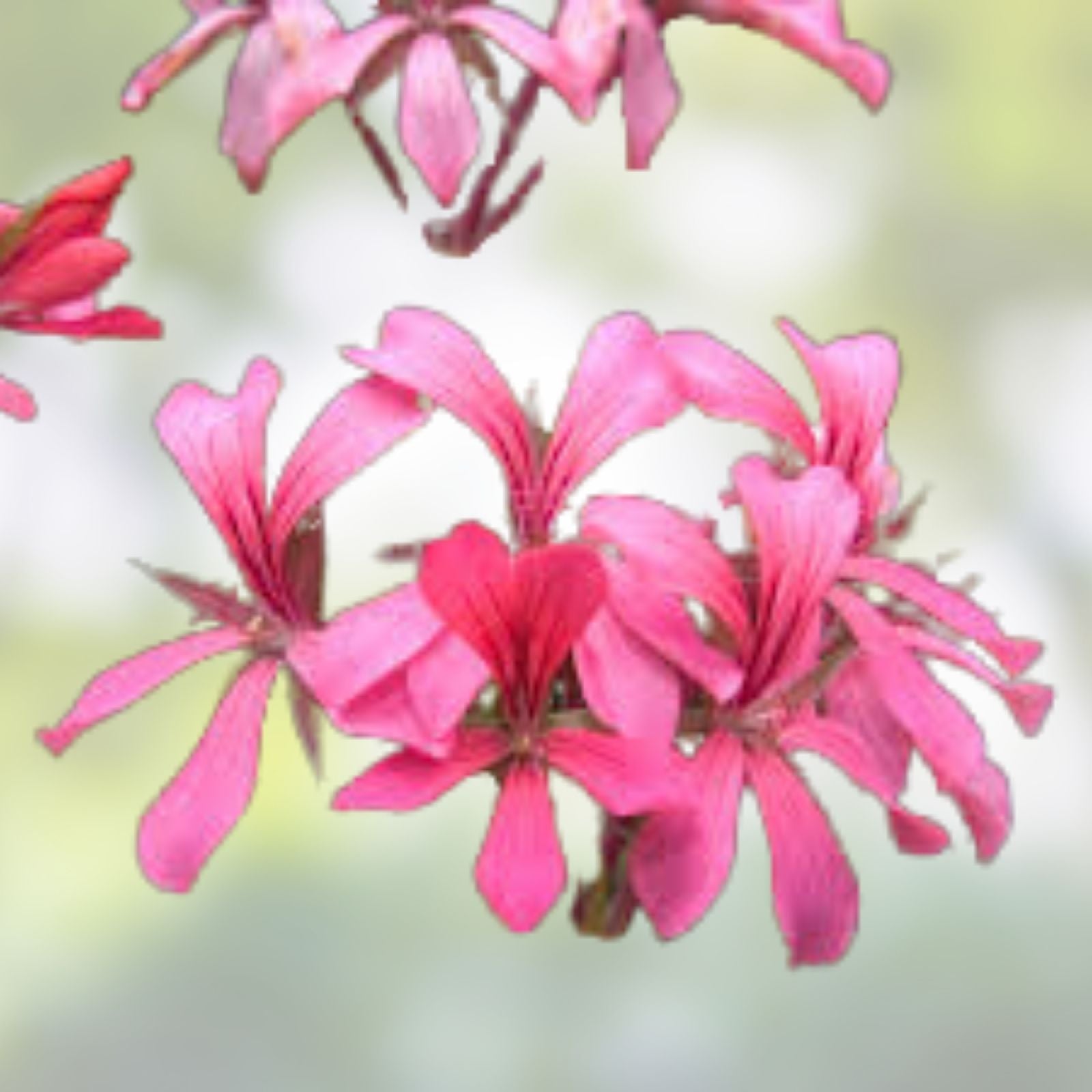 Geranium Cuttings Pink Ivy Pelargonium peltatum Cascade Sofie Live Plant Starter Bare Root Houseplant