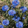 Bachelor Button Seeds 50 Count Tall Blue Centaurea cyanus Live Plant Cutting Bare Root Starter Flower Garden