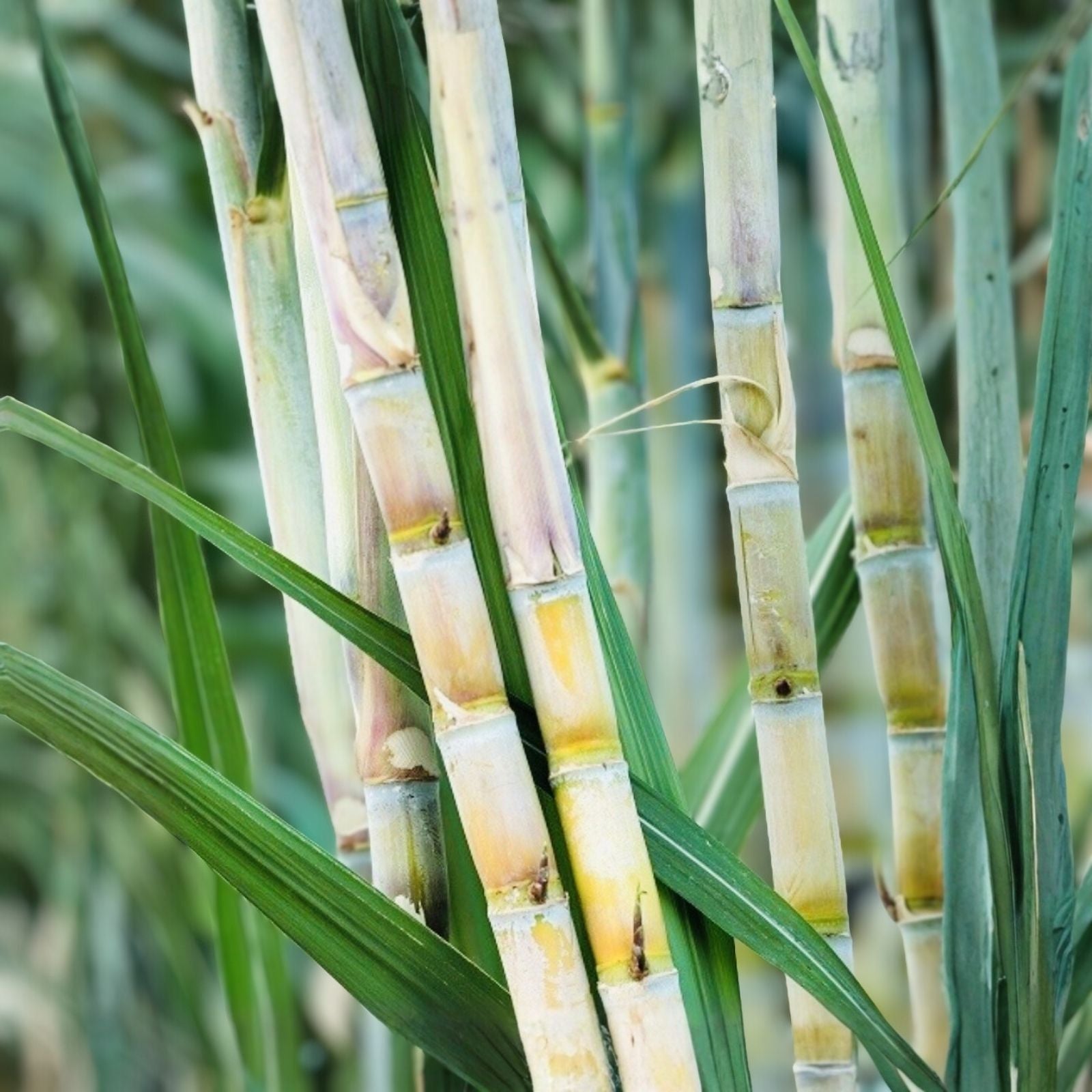Fresh Cut Sugar Cane Sticks 4 Pack – Green or Purple Non-GMO Saccharum officinarum Edible Natural Sweetener