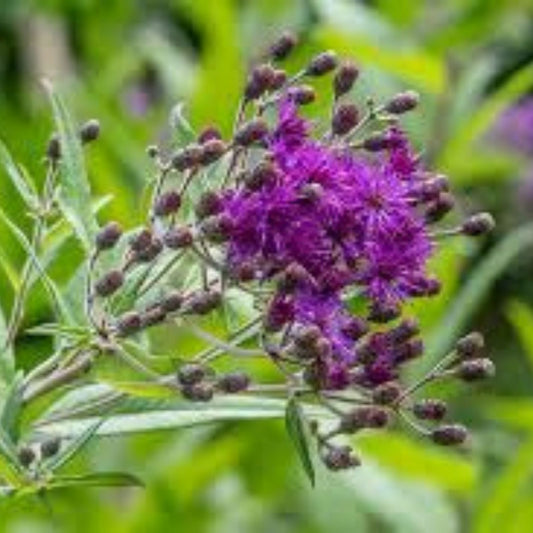 Ironweed Seeds 100 Pack - Purple Flowering Perennial Wildflower Vernonia gigantea for Garden and Landscaping