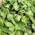 Crassula Orbicularis Succulent Plant 2 Inch - Round Leaf Jade Plant for Home Garden Decor - Fast Growing