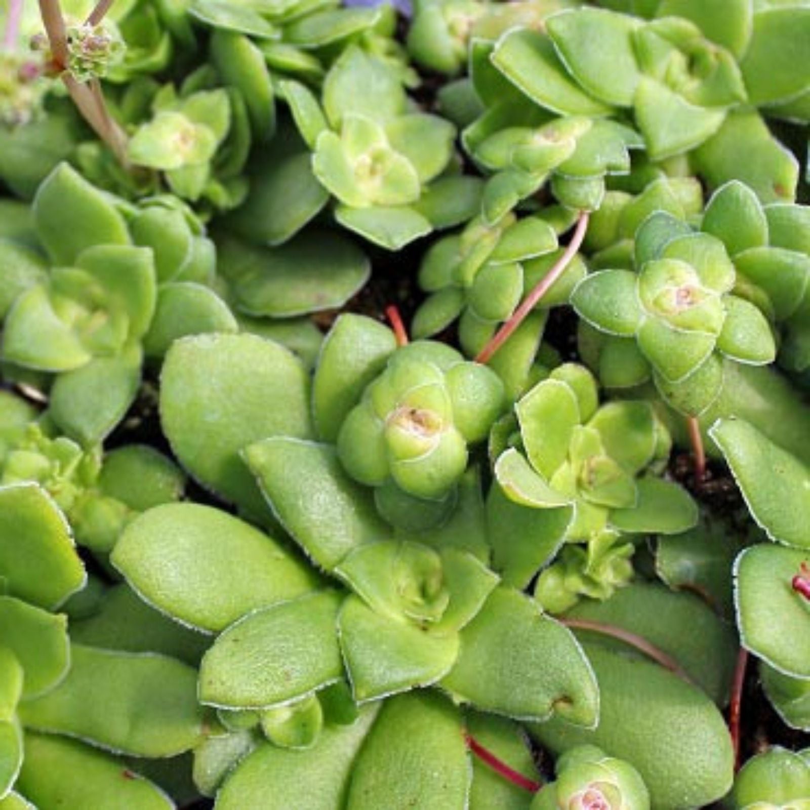 Crassula Orbicularis Succulent Plant 2 Inch - Round Leaf Jade Plant for Home Garden Decor - Fast Growing