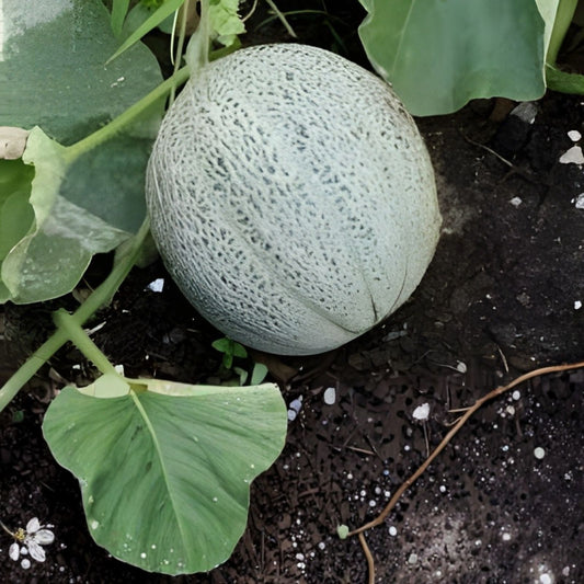 Hales Best Jumbo Cantaloupe Seeds Organic Heirloom Cucumis melo Live Plant Starter Bare Root Seed Packet