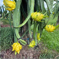 Colombian Yellow Dragon Fruit Cuttings 8 Pack – 7+ Inch Hylocereus megalanthus Pitahaya Live Plant Starter