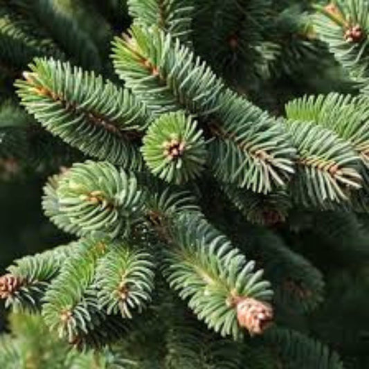 Oriental Spruce Tree Seeds 30 Pack - Evergreen Coniferous Picea orientalis Non-GMO Planting Seeds