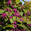 American Beautyberry Live Plant 5-Pack | Edible Purple Berries, Drought-Tolerant, Deer Resistant | Callicarpa americana