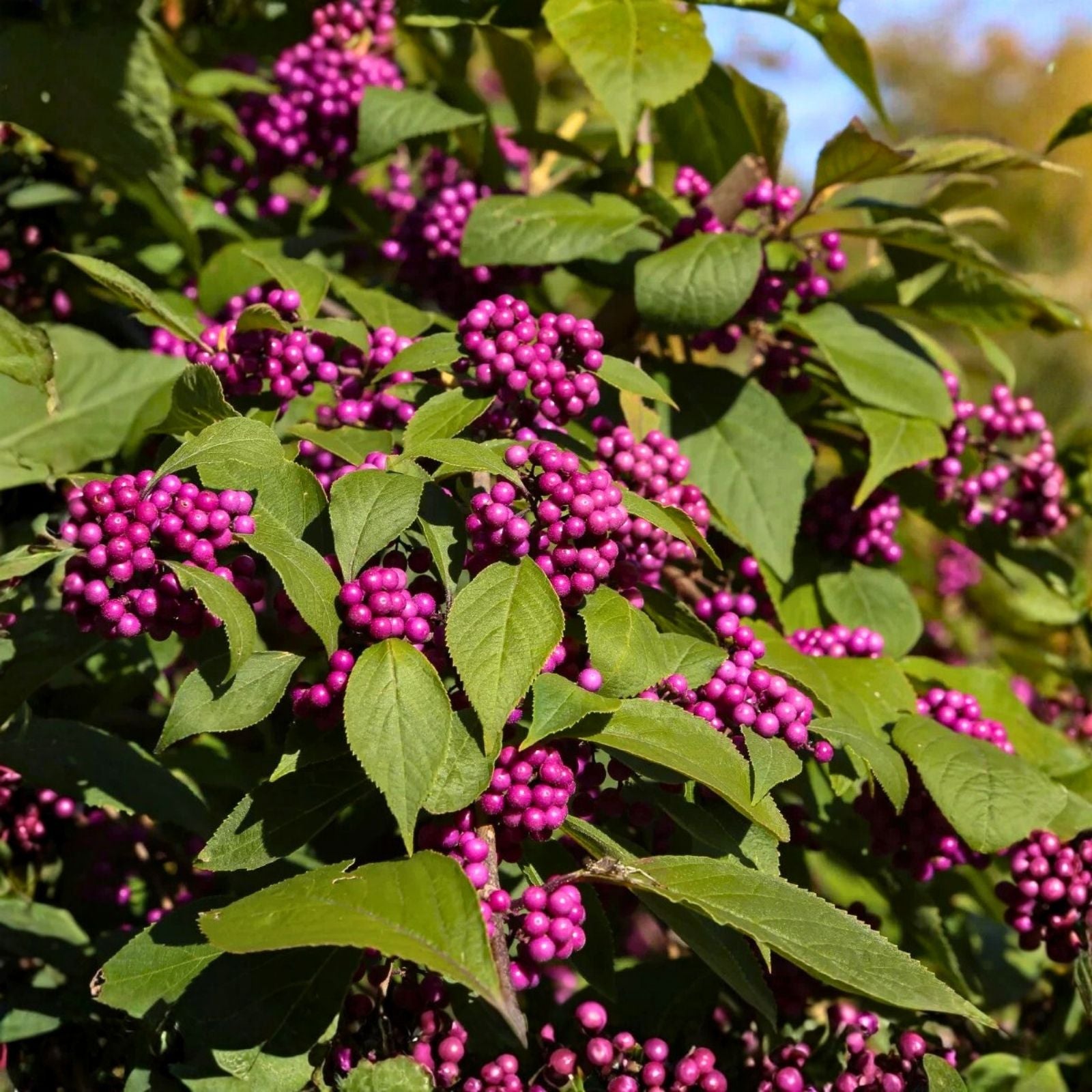American Beautyberry Live Plant 5-Pack | Edible Purple Berries, Drought-Tolerant, Deer Resistant | Callicarpa americana