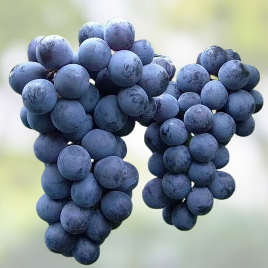 Japanese Kyoho Grape Cuttings 6pcs Vitis vinifera Giant Purple Grape Starter Plant Bare Root