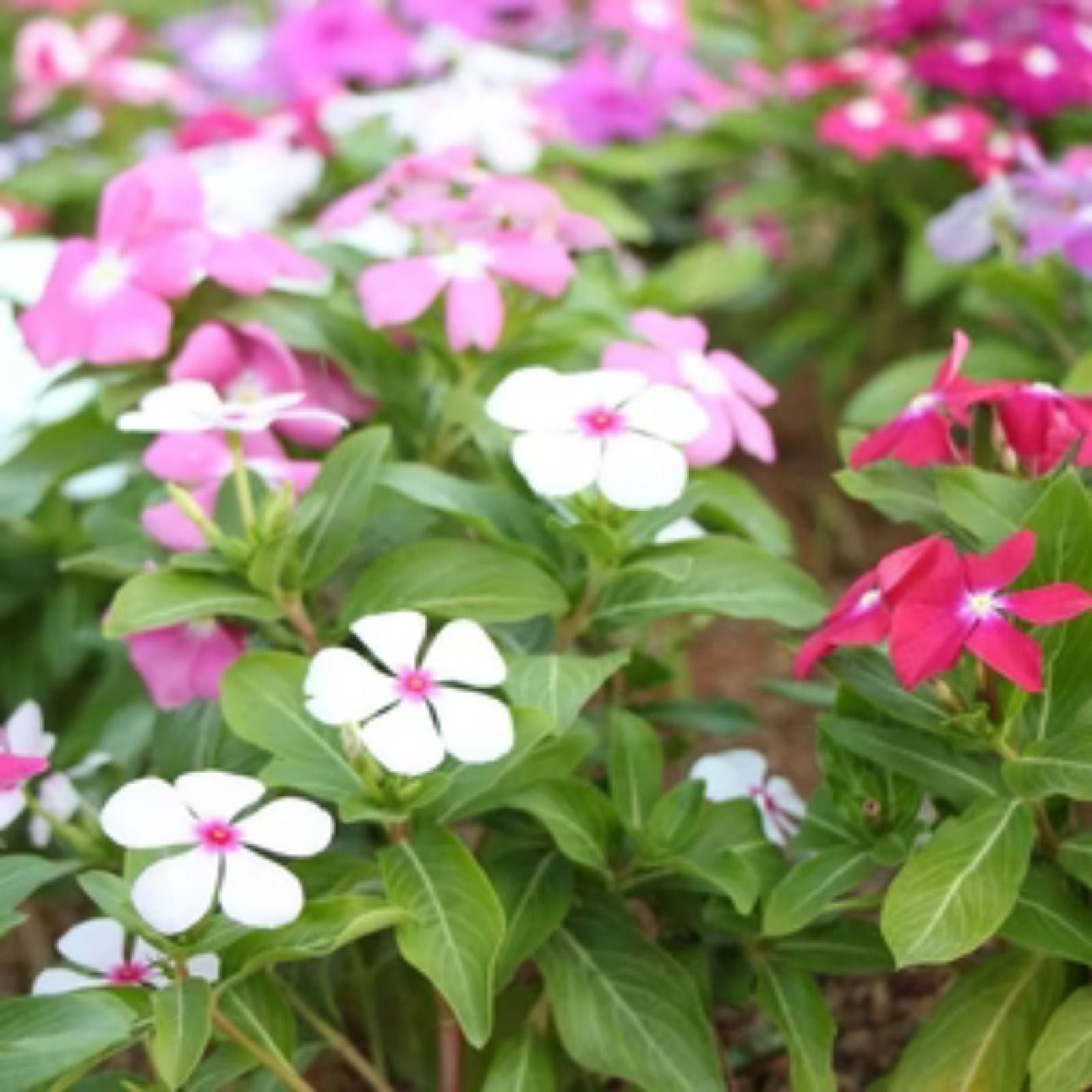 Vinca Seeds 100 Count F1 Mix Colorful Annual Flower Seeds Catharanthus roseus Live Plant Cutting