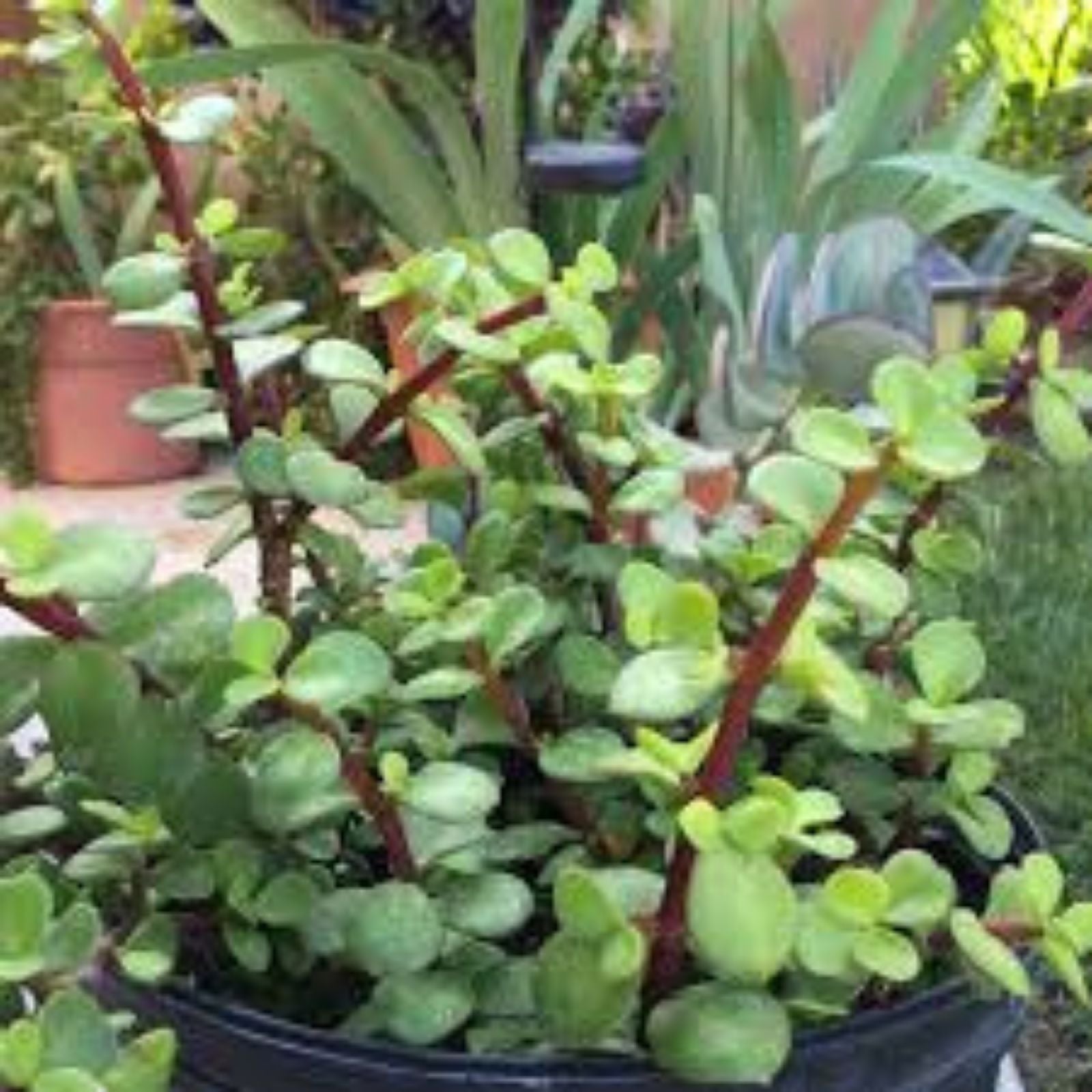 6 Spekboom Cuttings Portulacaria afra Red Stems Succulent Plants for Gardening Propagation