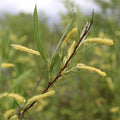Black Willow Cuttings 18" | Salix nigra | Native Water Garden Plant Starter | Landscaping Live Plant or Cutting