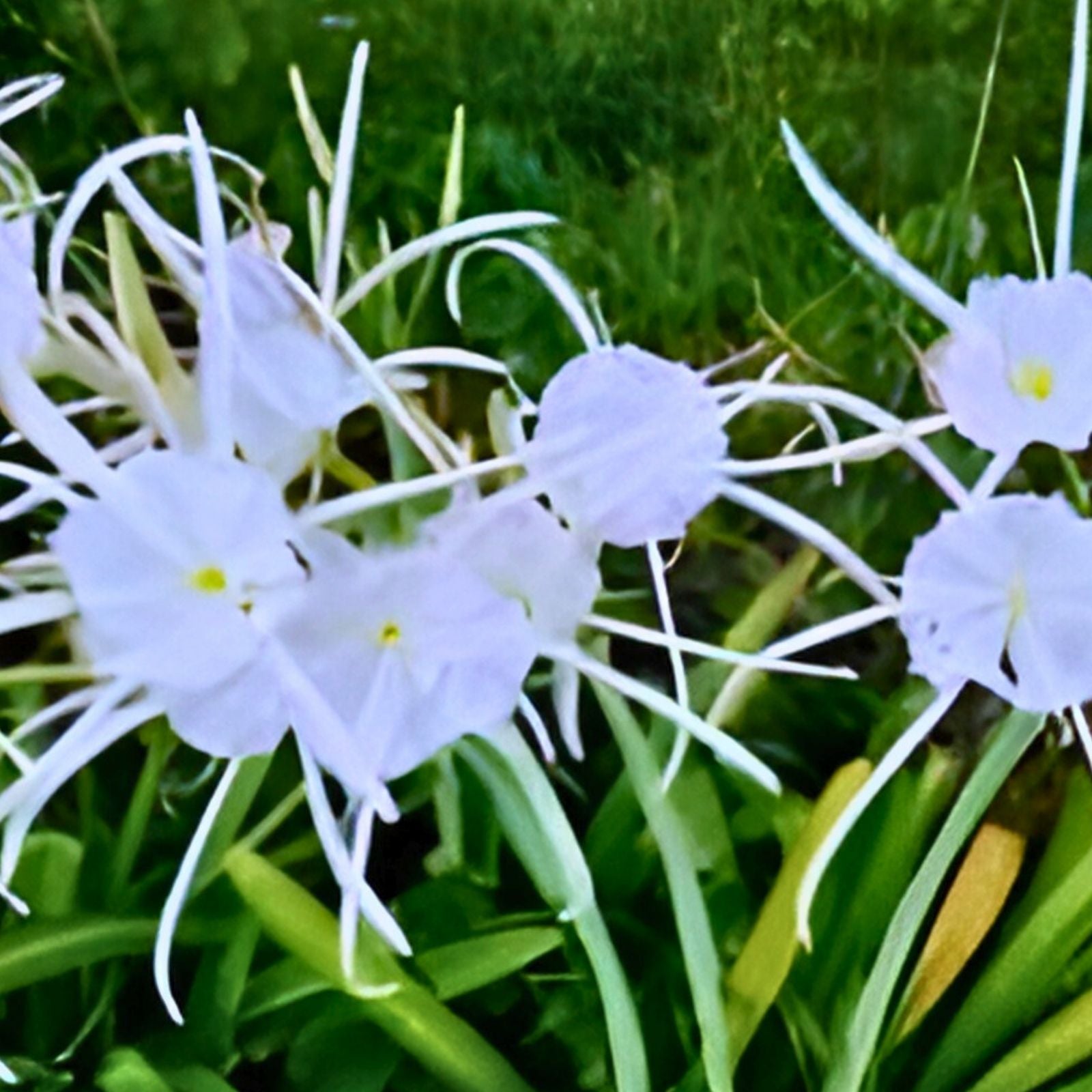 Live Spider Lily Plant - Hymenocallis spp. Rare South Alabama Native 10-12" Houseplant, Bulb, Starter Plant